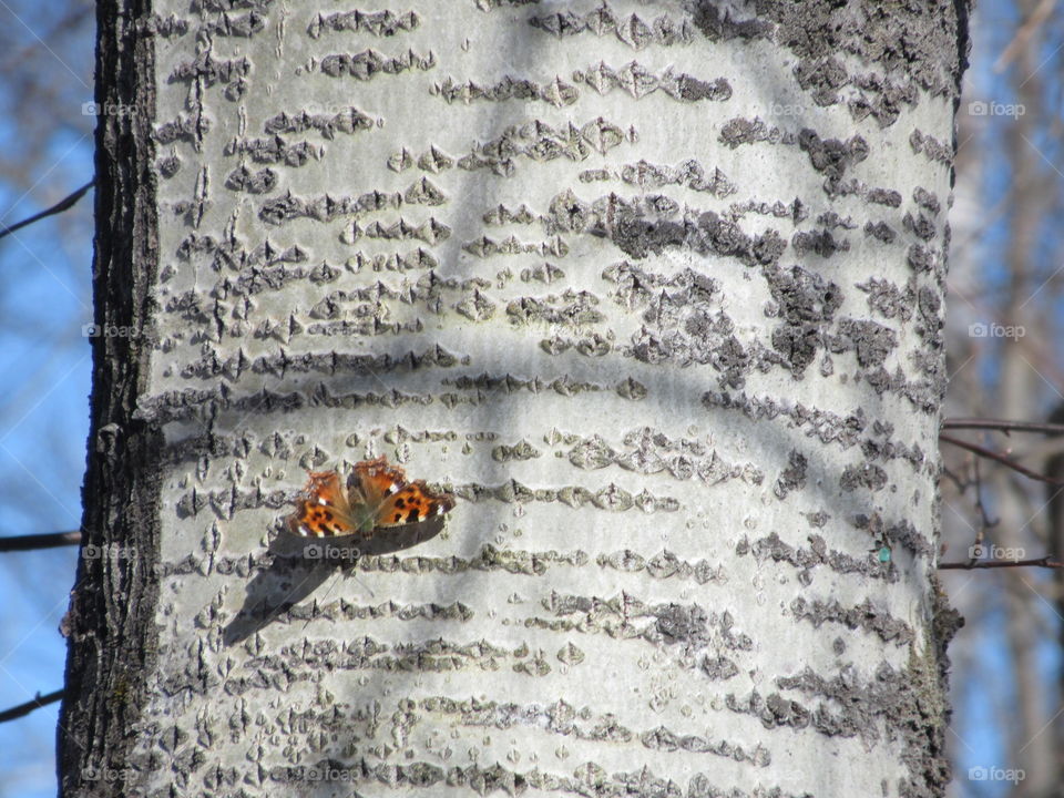 the first butterfly on a sunny April day, I caught her in the frame, she immediately flew away