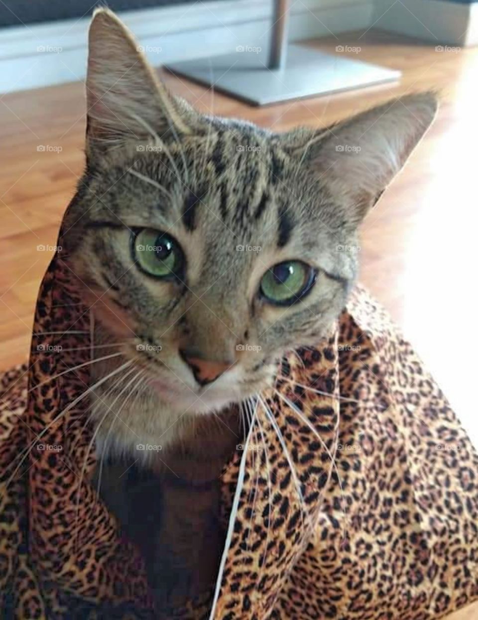Cat sitting in bag