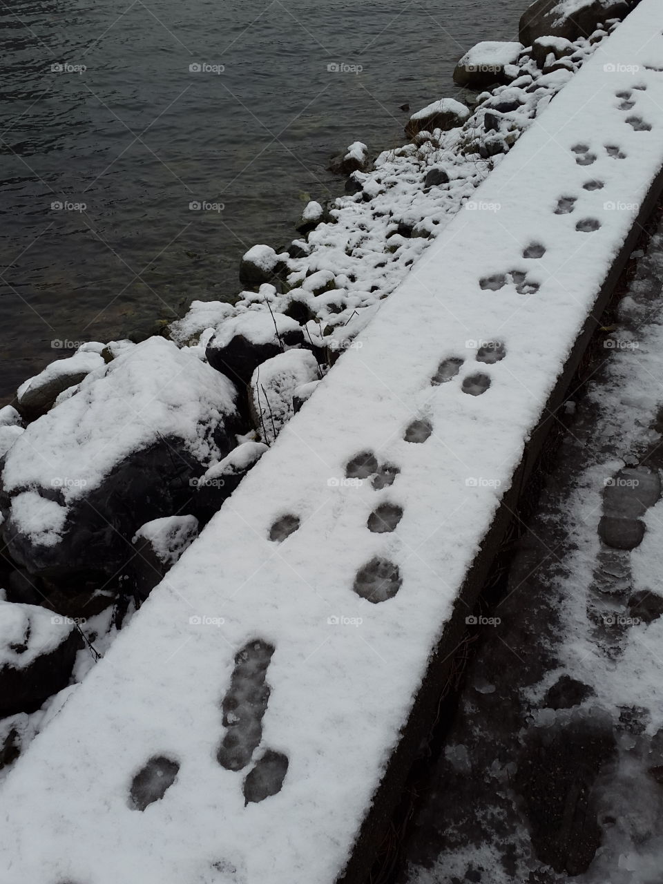 footprints in the first snows in the city. Happy dogs, happy owners