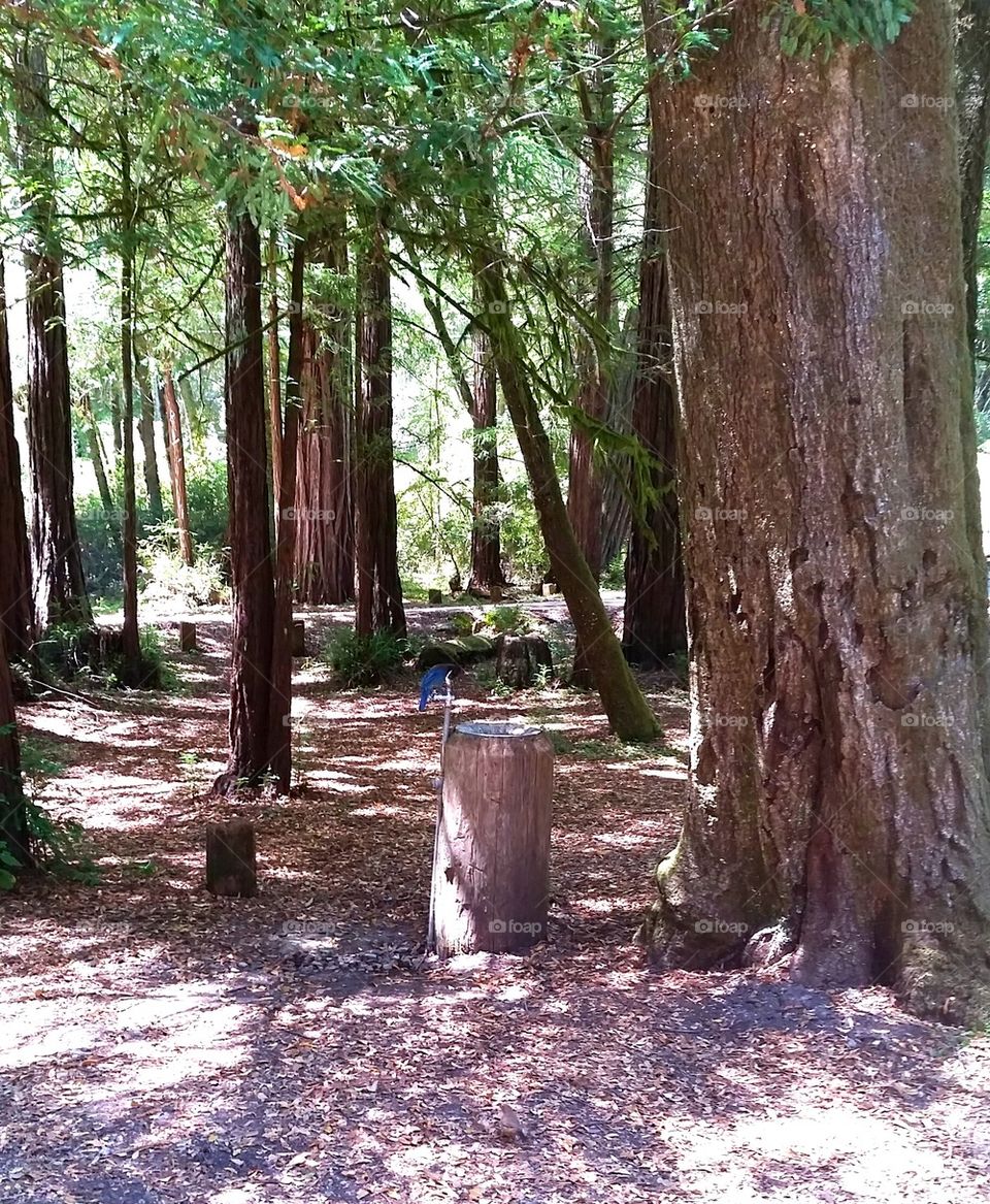 Blue jay in the redwoods