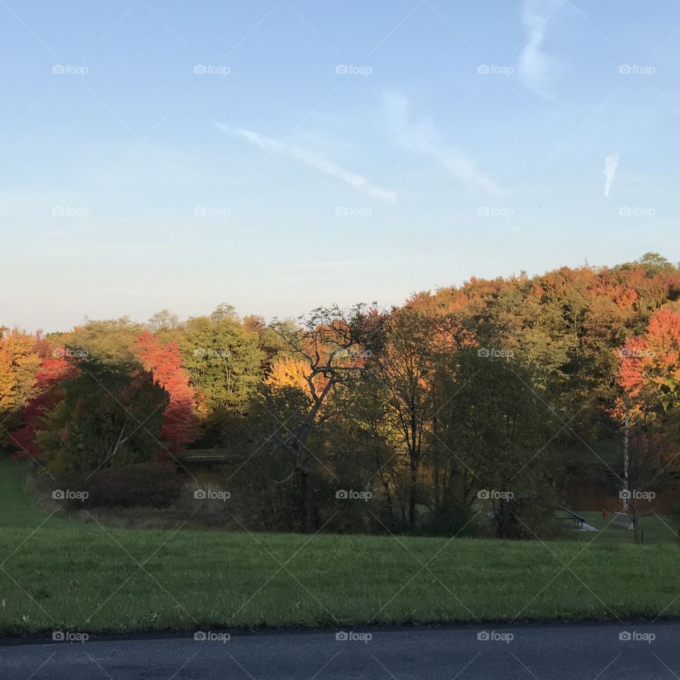 Colors of autumn 