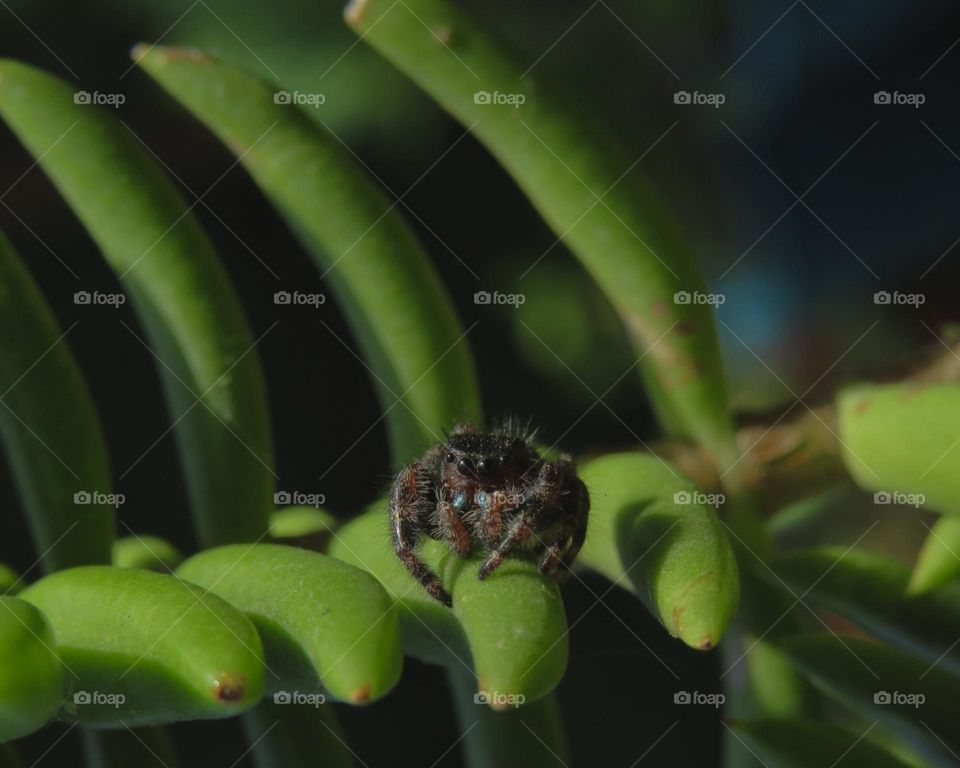 Jumping Spider 