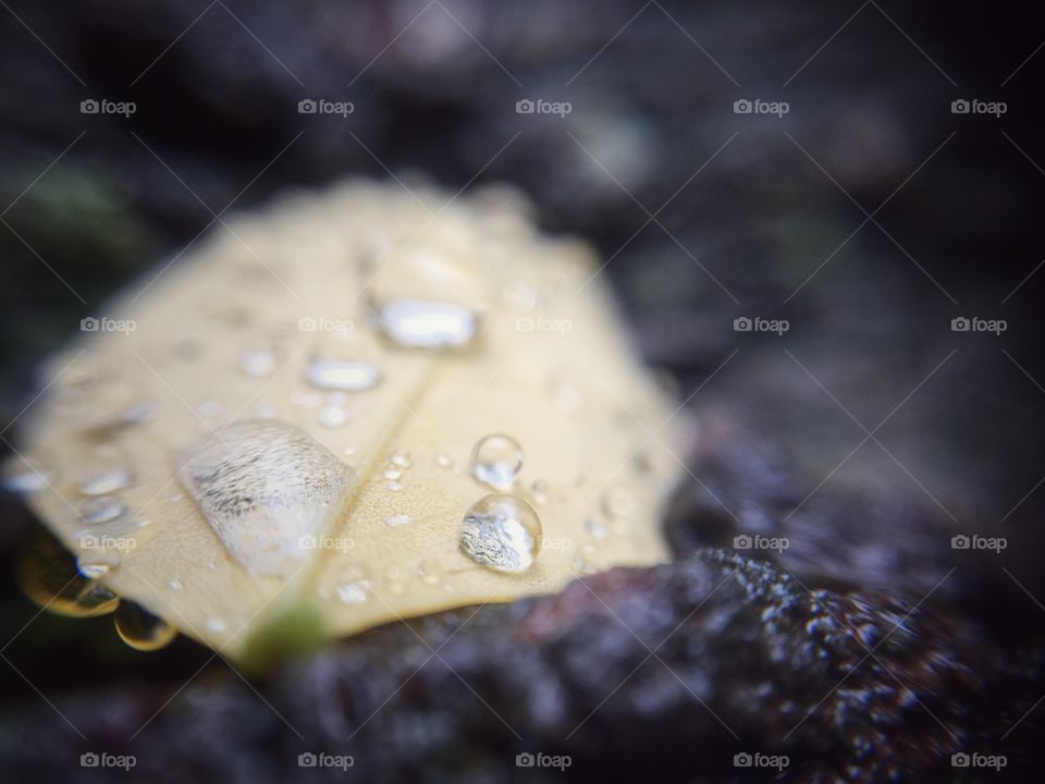Nature in macro. Rain drop on the leaf in macro mode