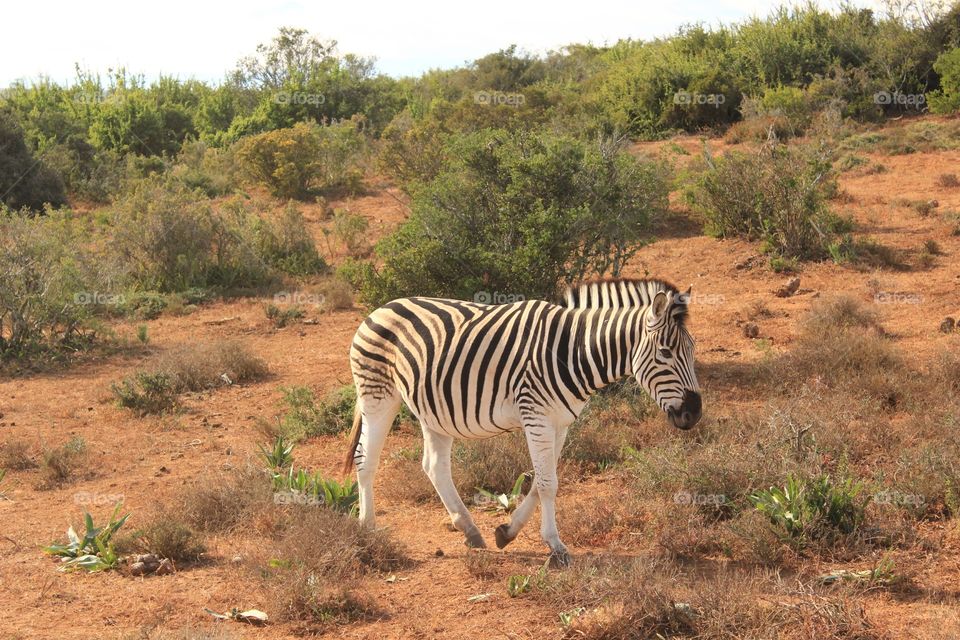 A nice zebra where joy can see bushes awesome picture 