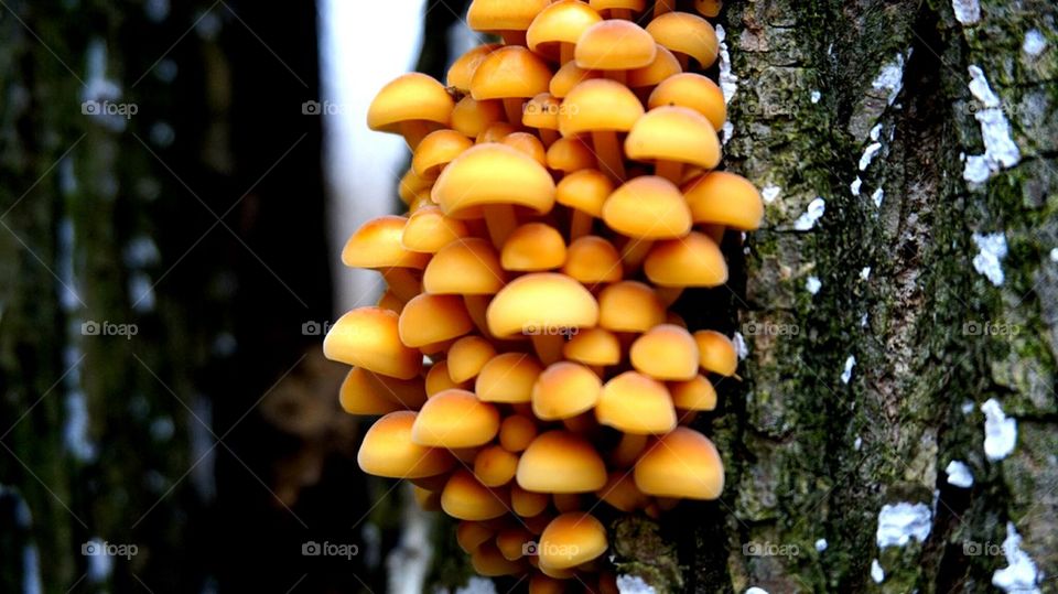 mushrooms#nature