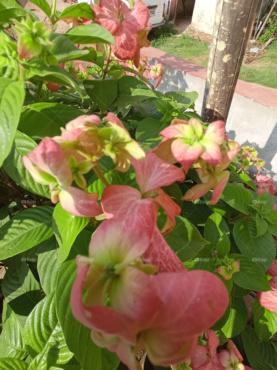 beautiful pink flowers🌸🌺🌻🌹🌷🌼💐