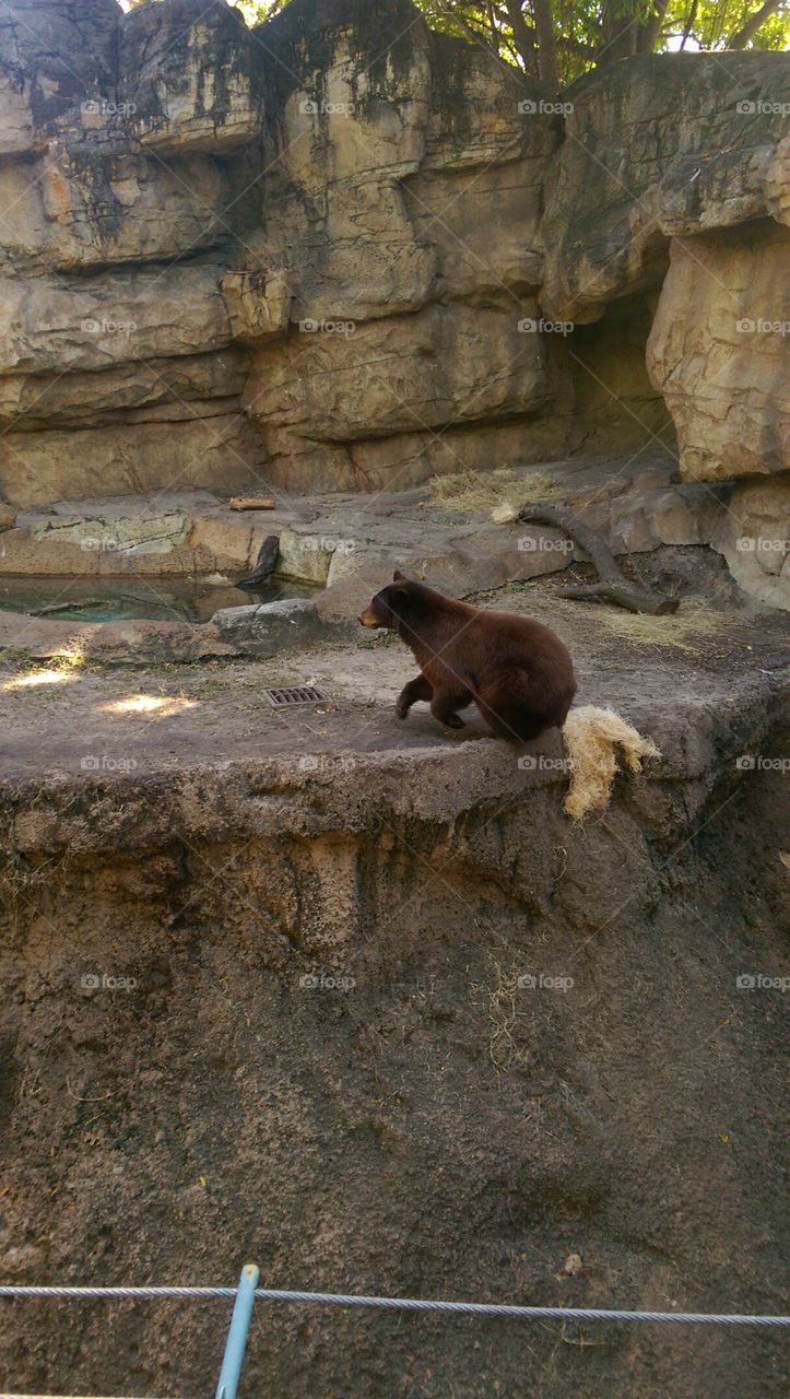 Bear @ the zoo.Houston.