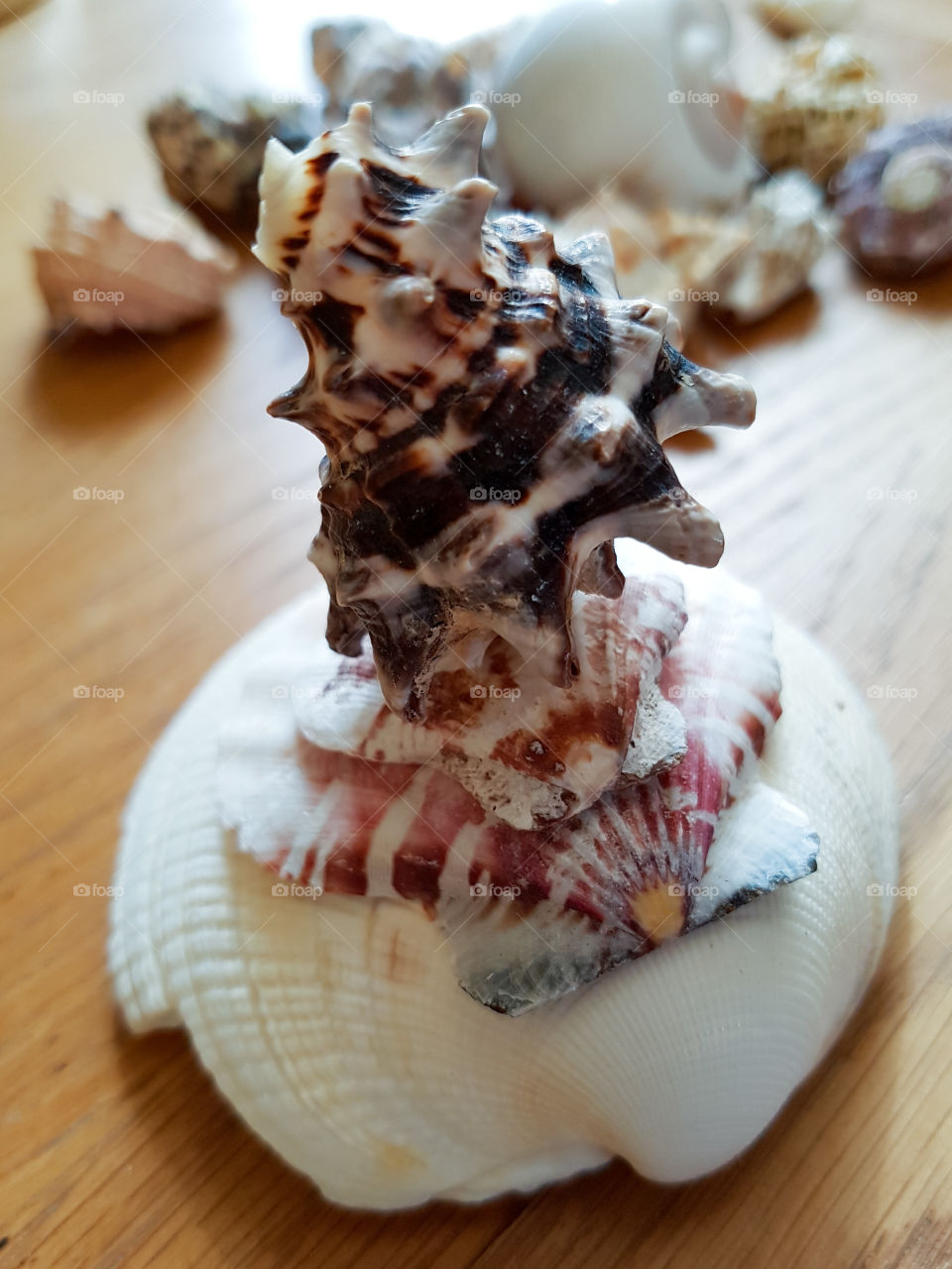 Beautiful Pattened sea shells stacked on one another.