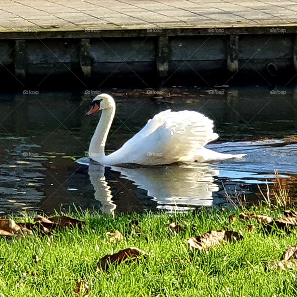 Beautiful swan in the water