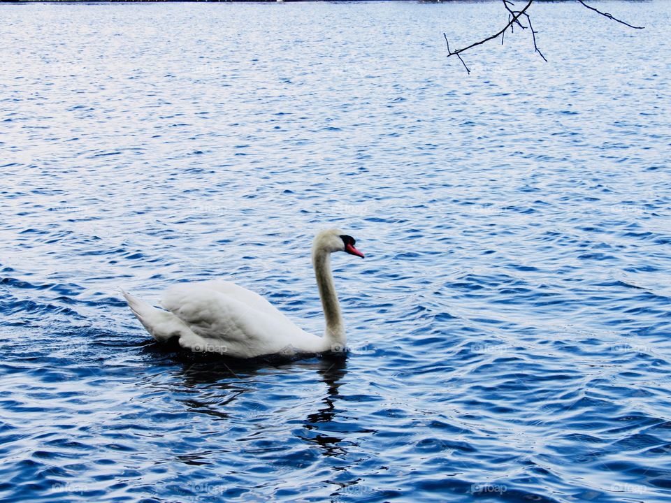 New York, Long Island, Nature, green leafs, trees, plants, outdoors, calm, relax, shades, grass, colors, sky, Clouds, bird, wildlife, goose, water, lake,