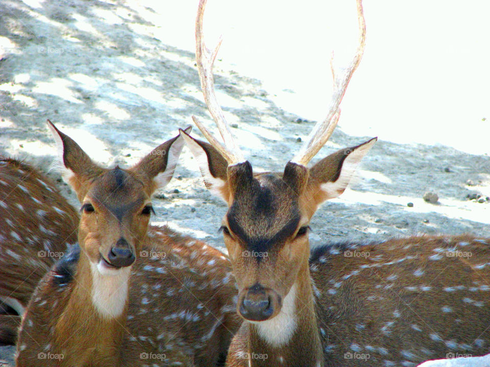 Deers in rest mode