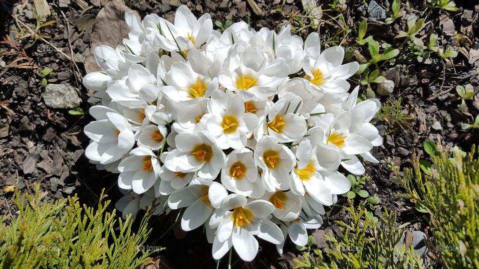 Spring - white crocus flowers - vår - vit krokus blommor