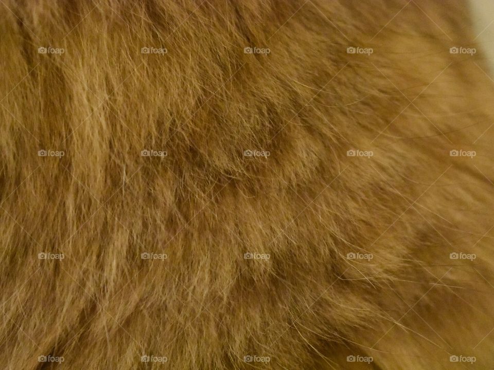 Golden Brown Cat Fur