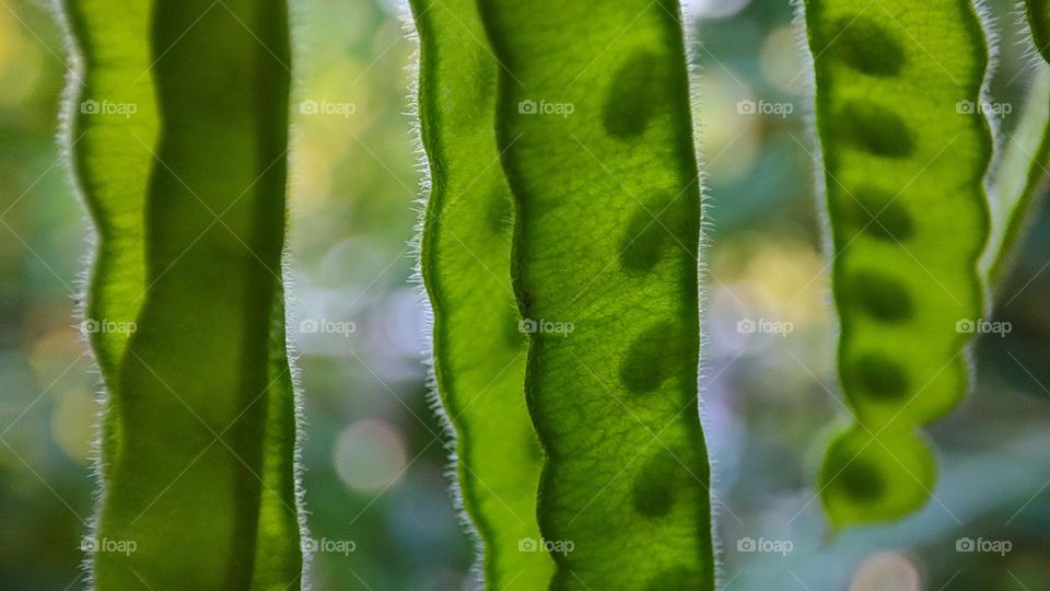 Green seed packs of a plant