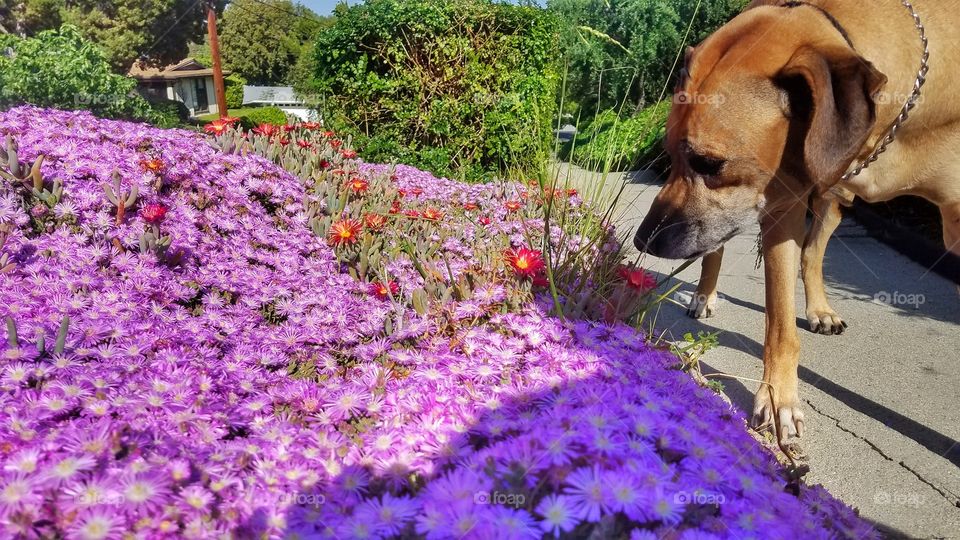 summer blooms and walks