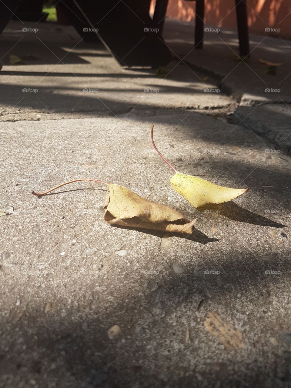 autumn leaves on the street