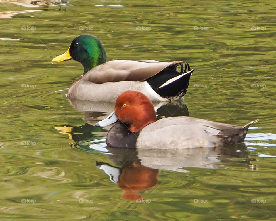 Red Head and Mallard - two Christmas Ducks