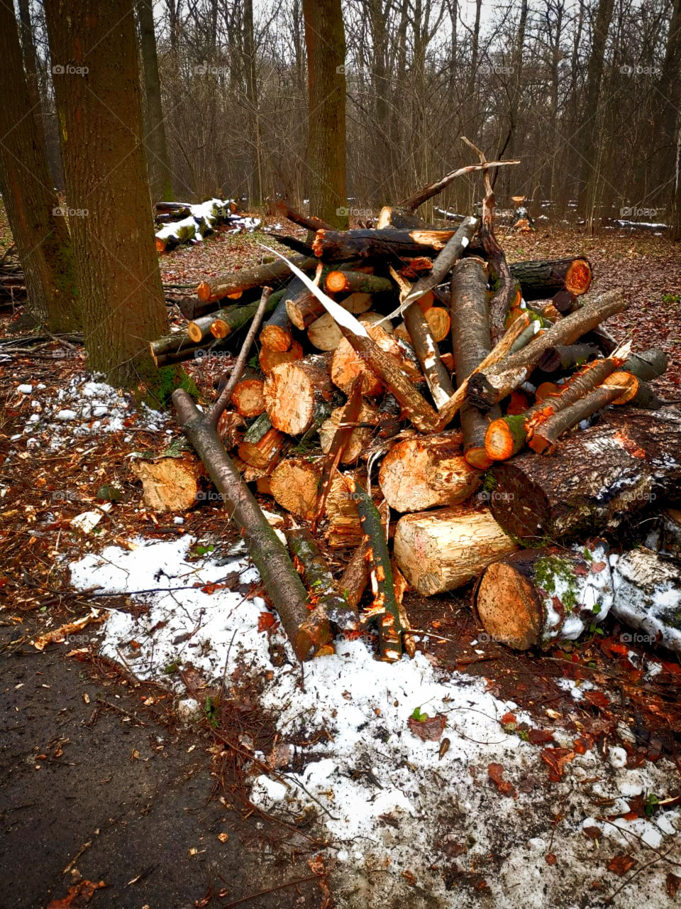 Sick trees that were cut down