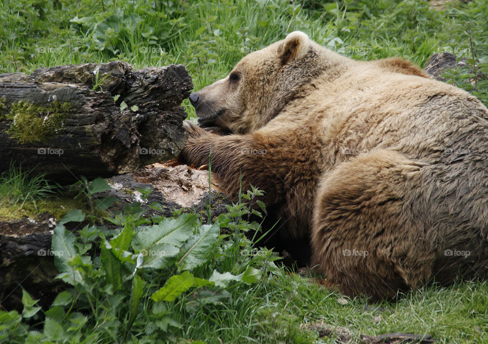 Grizzly bear resting 