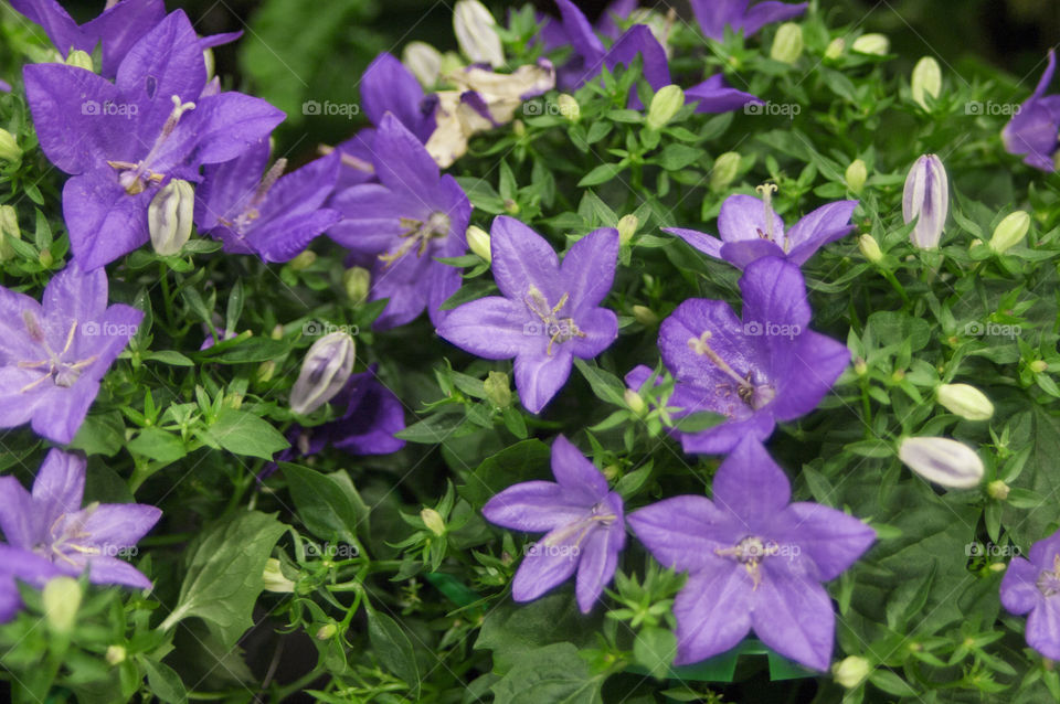 flowers in pots