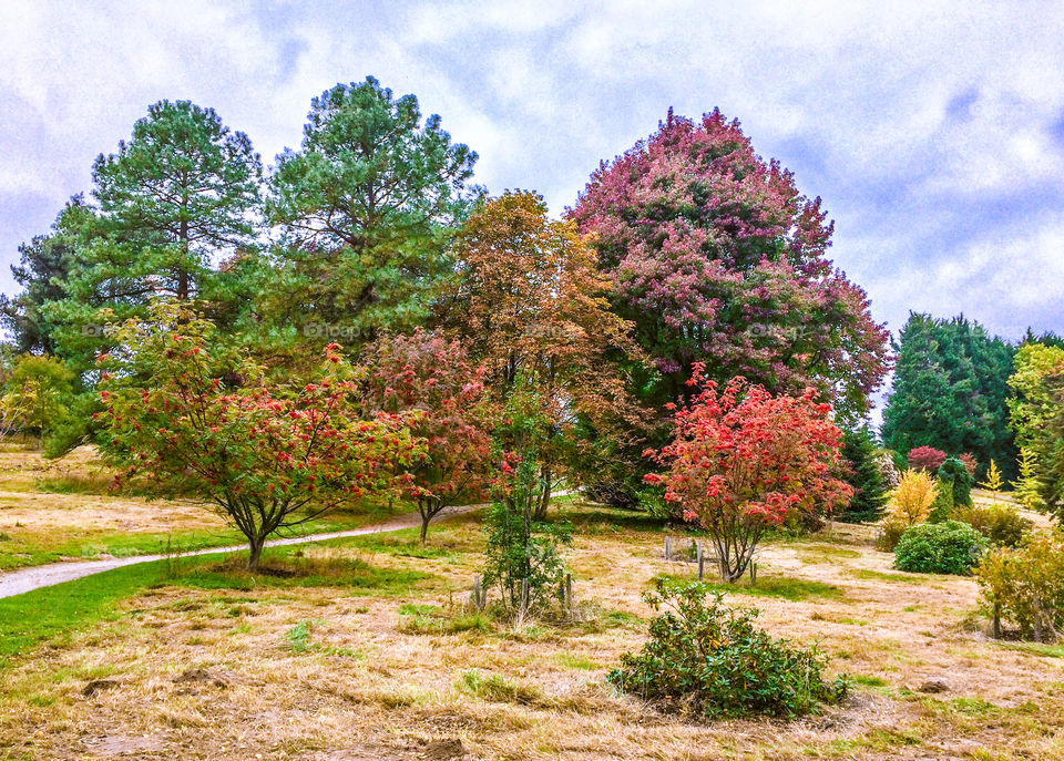 A selection of trees and shrubs, in autumnal hues at Bedgebury Pinetum, Kent UK 