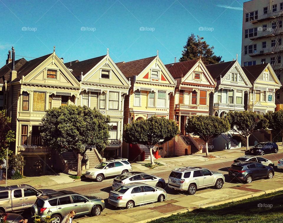 Painted Ladies