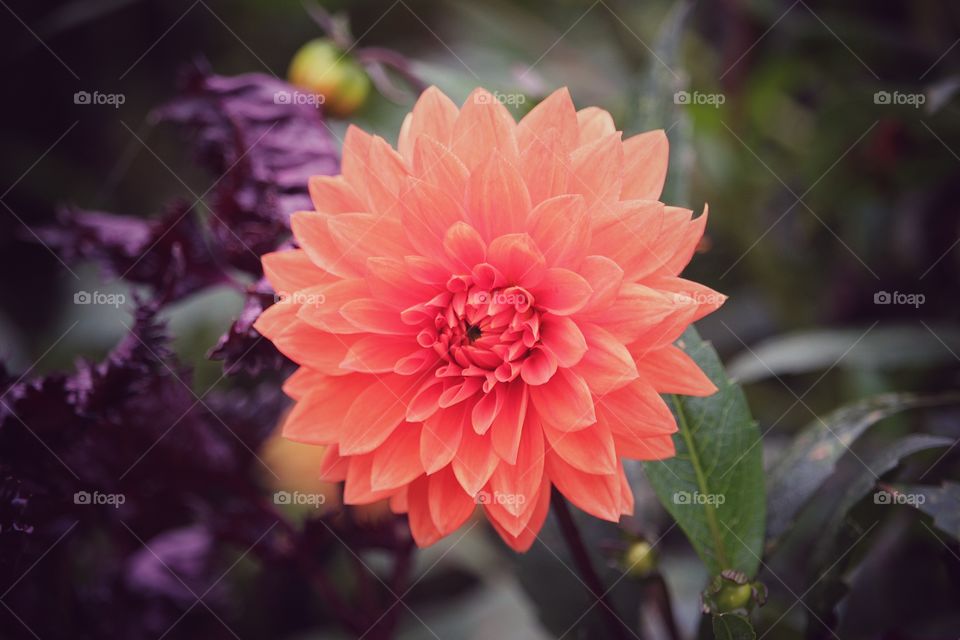 Dahlia 