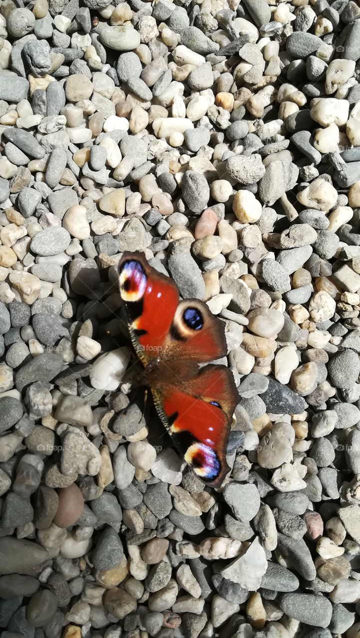 Butterfly on stones
