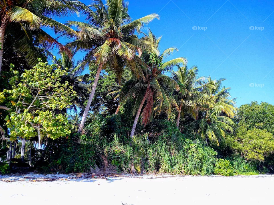 island