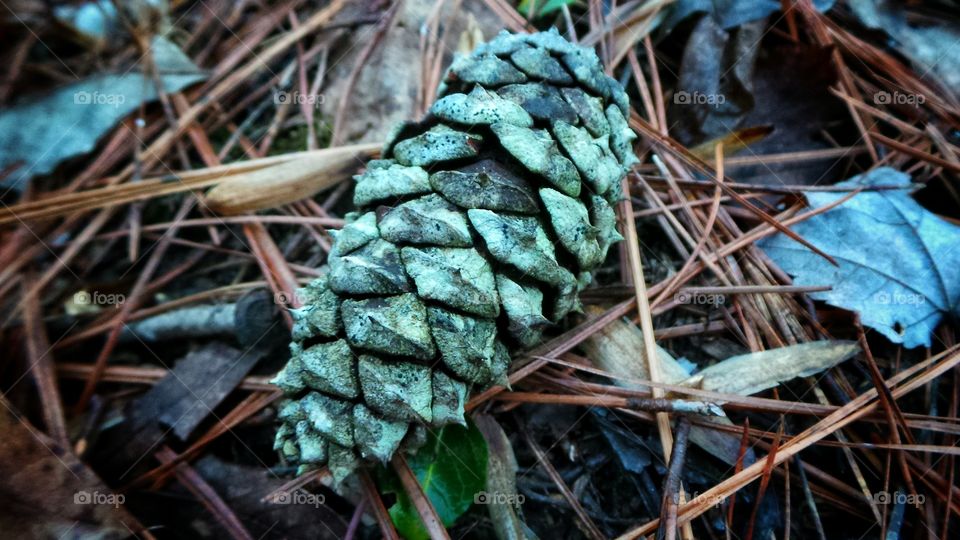 Green Cone