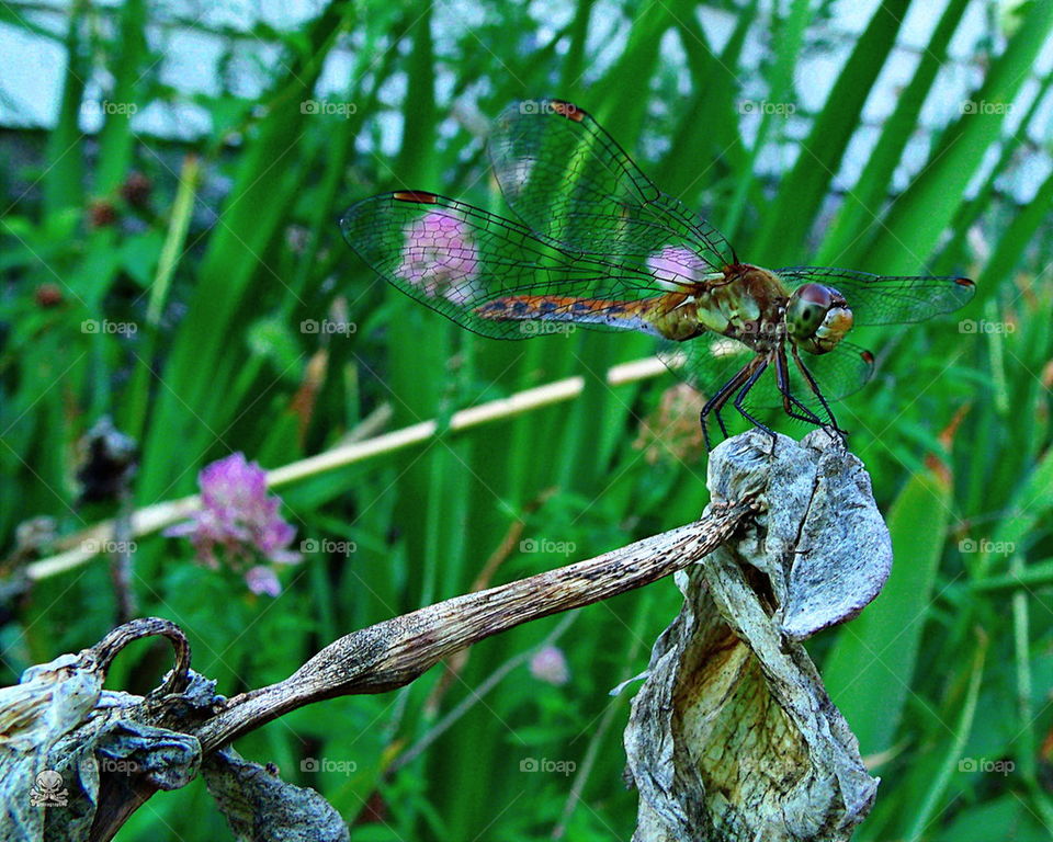 dragonfly 2