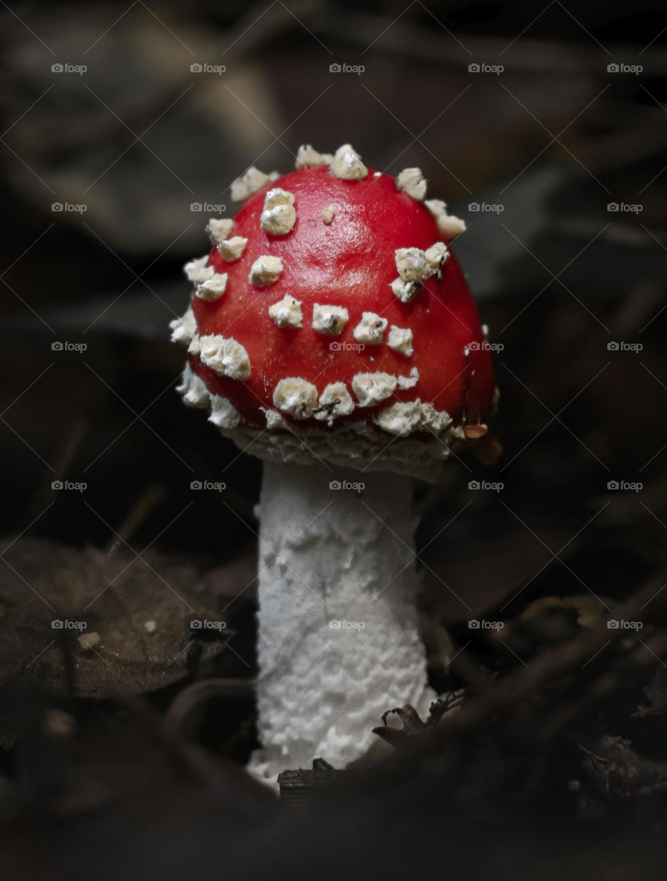 In the dark undergrowth of the forest a tiny fly agaric mushroom pops it’s red cap up from the leaf litter