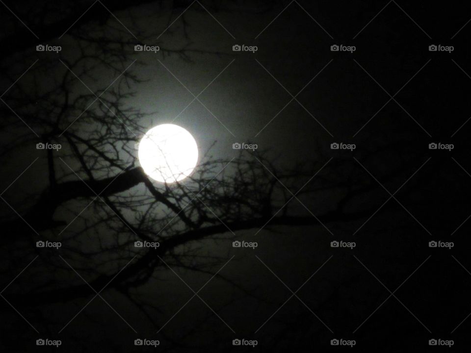 moon and branches