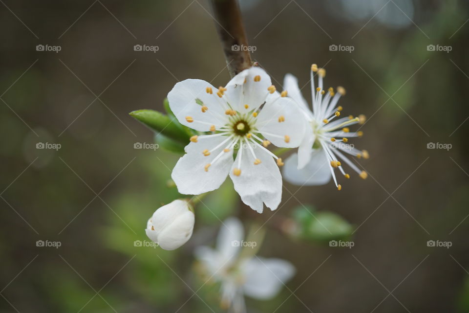 Garden apple blossom 