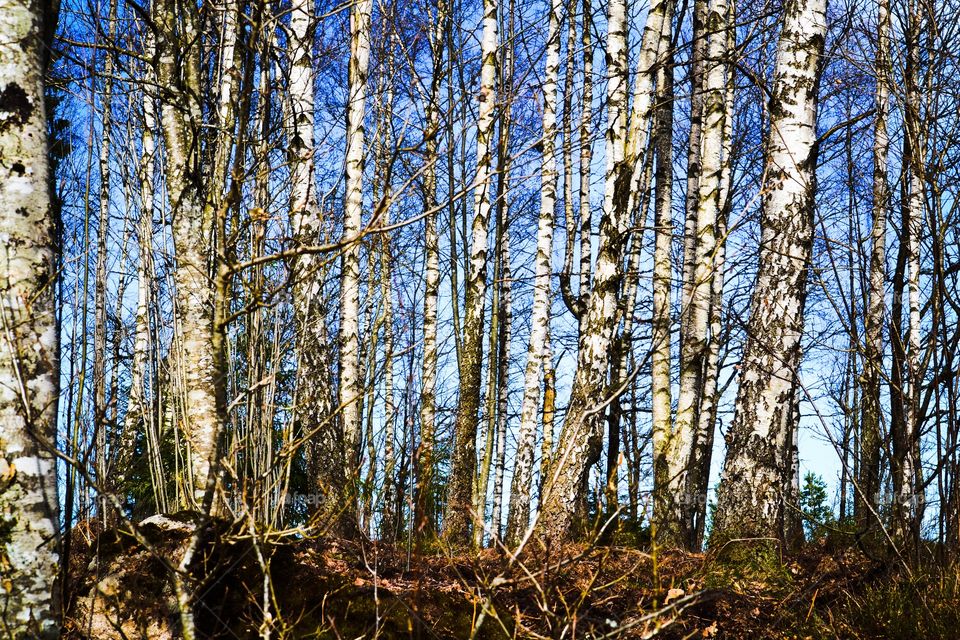 Trees. Birch trees