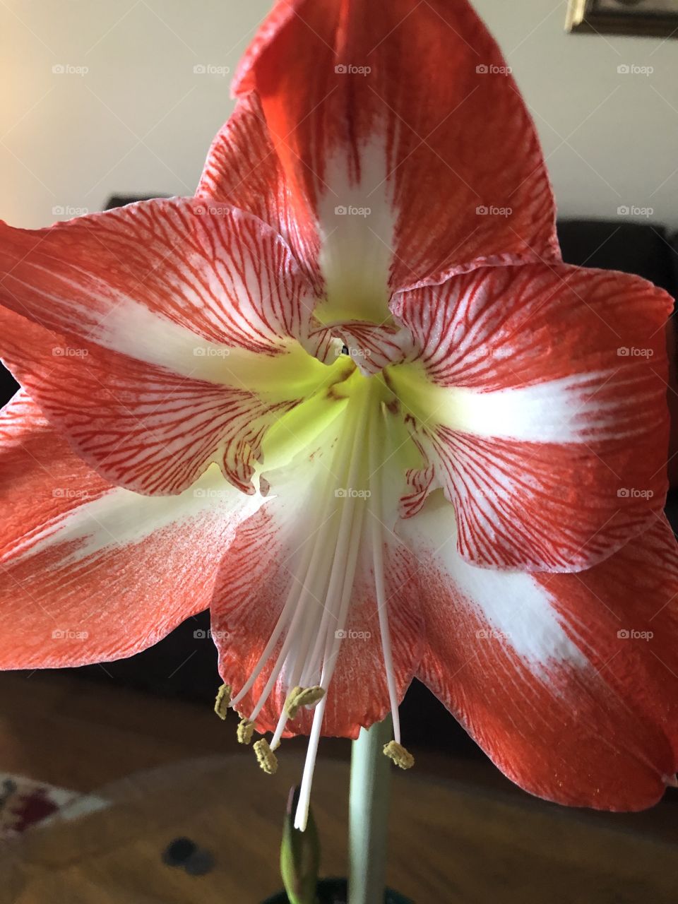 An orangish red and white closeup of Amarillis flower. 
