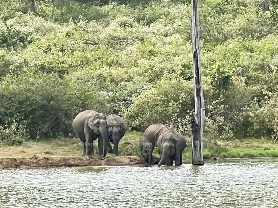 Elephants In The Forest