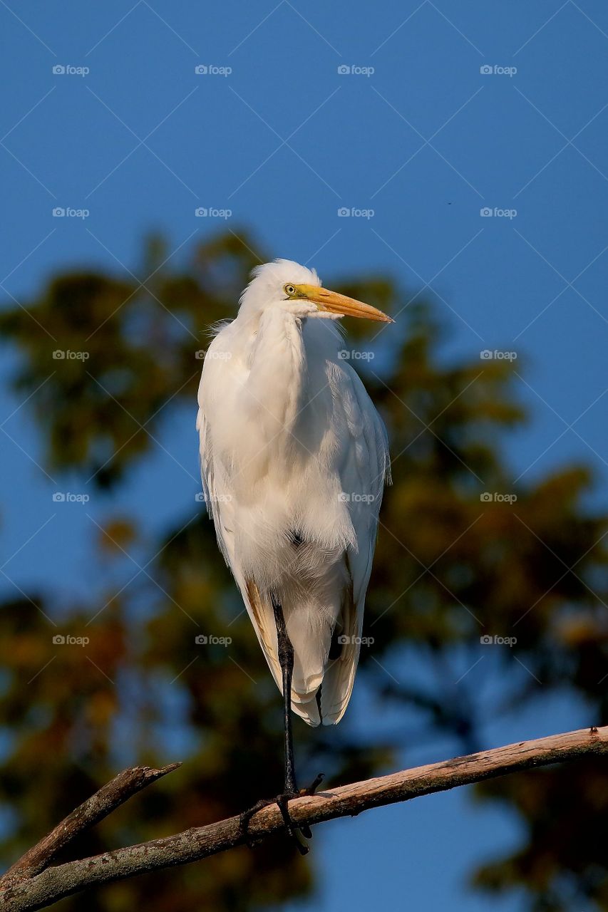 great white  heron