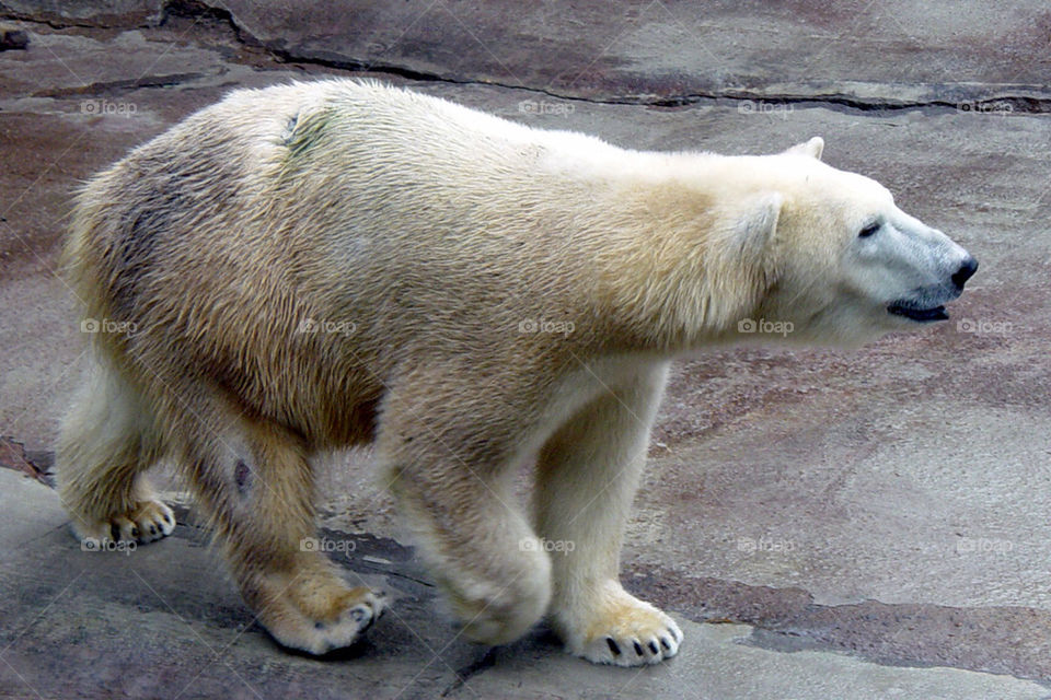 white zoo bear polar by sixcrows