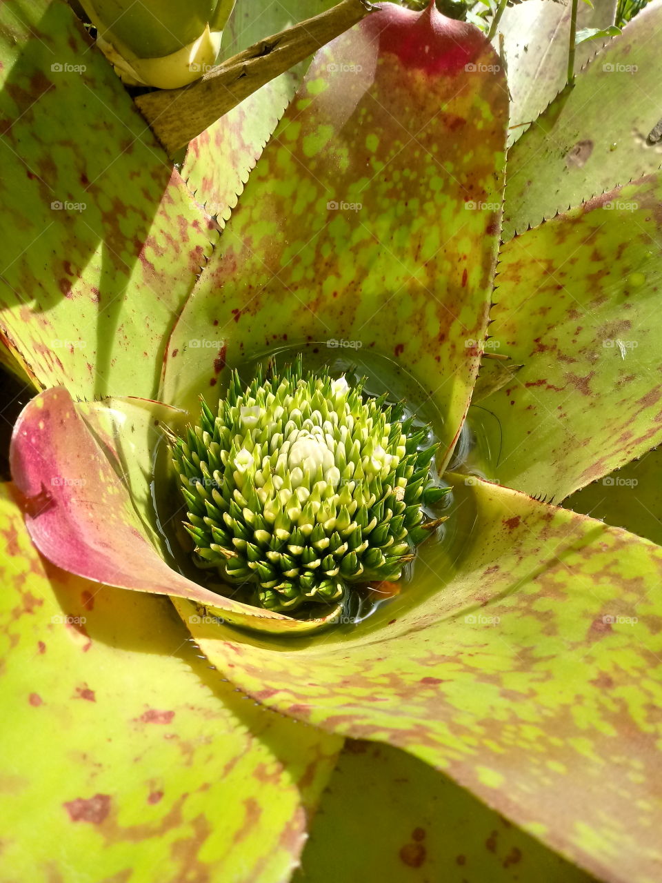 PLANT GARDEN FLOWERS BOTANICAL ENVIRONMENT BROMELIENBLÄTTER