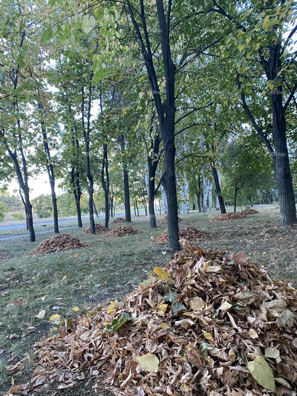 #heaps#leaves#autumn#