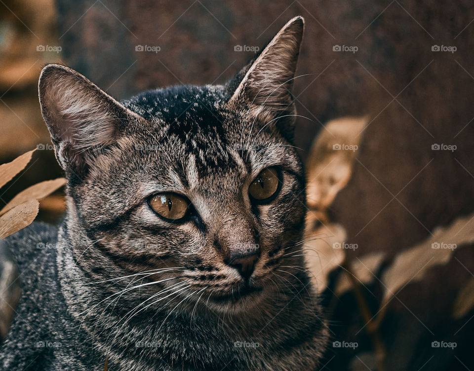 Egyptian mau cat  - closeup