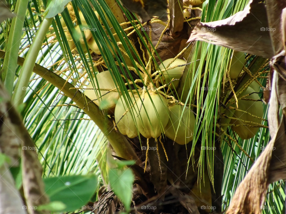 Young Coconut on Tree