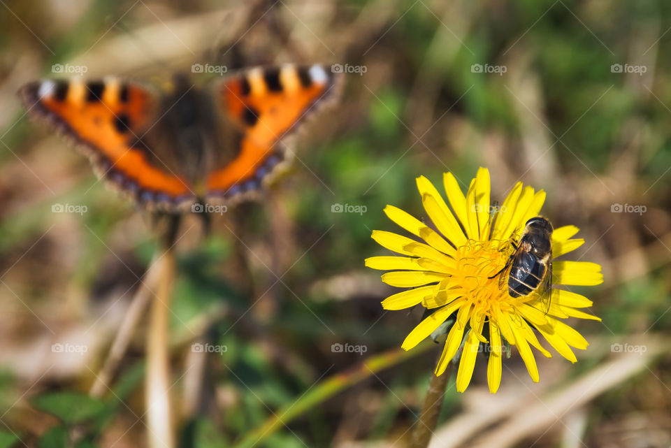 Bee and butterfly