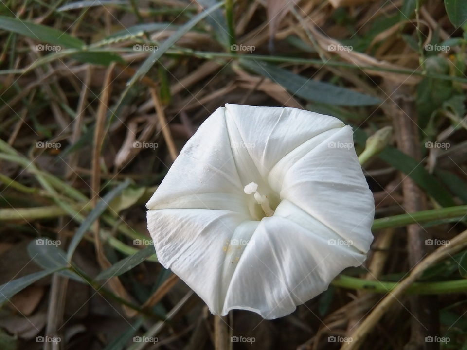 flower 2018-01-17 030 
#আমার_চোখে #আমার_গ্রাম #nature #flower 
#eukaryota #plantae #angiosperms #eudicots