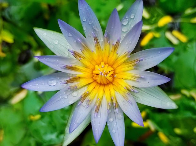 Beautiful water lily flower