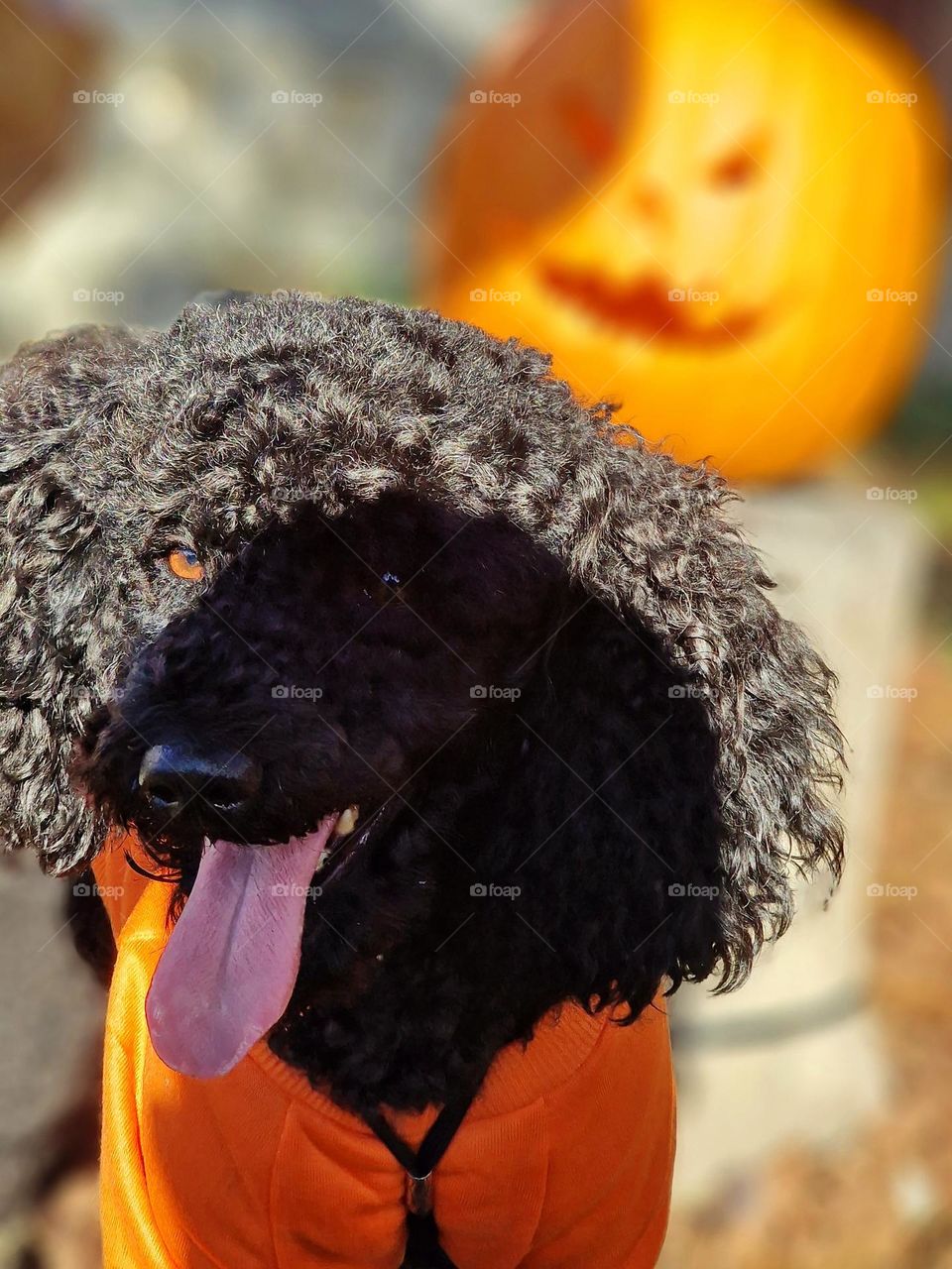 Halloween with Bingo the dog