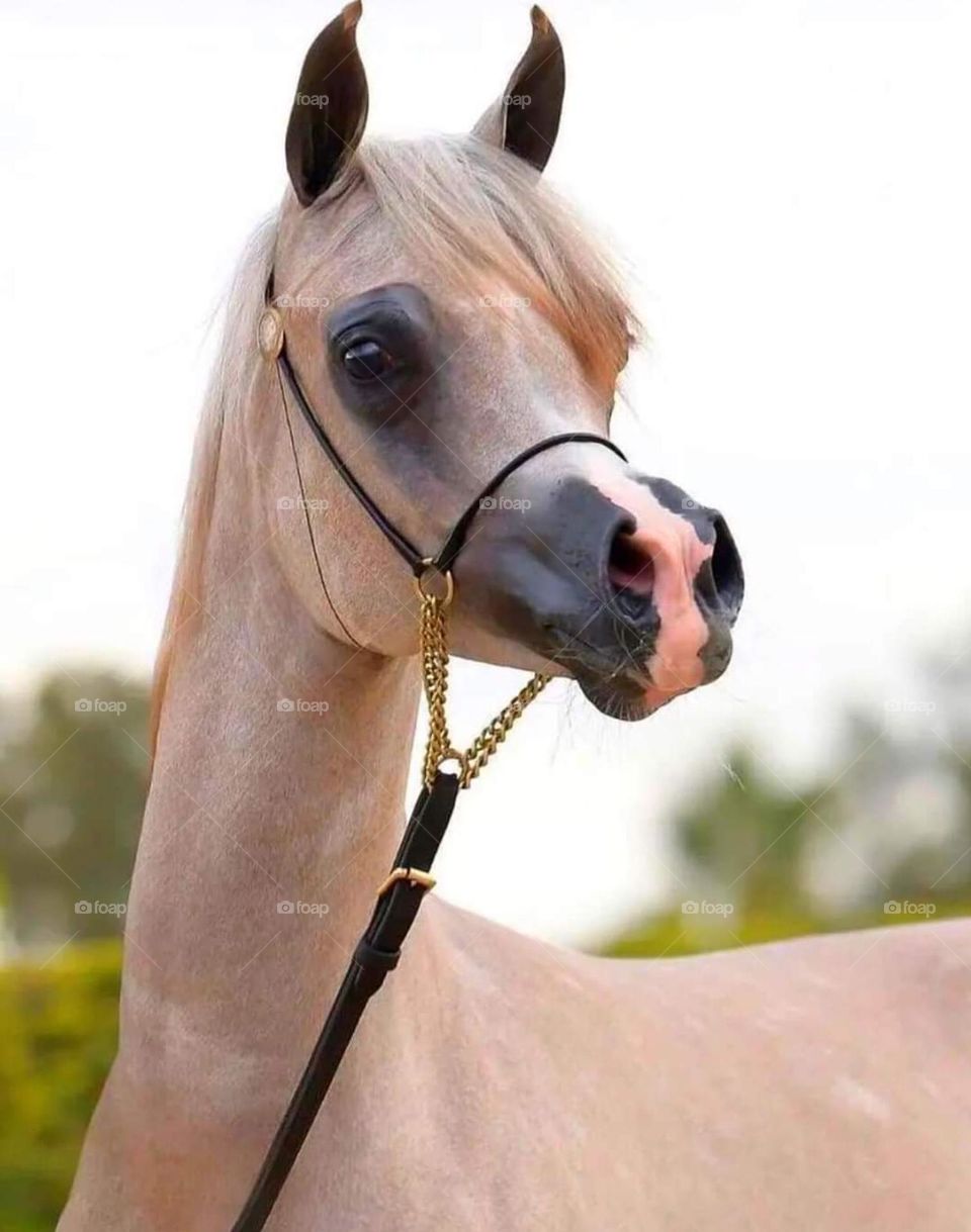 The love of Arabian horses is in the hearts