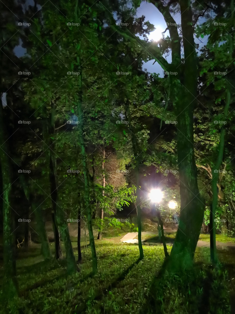 night forest, magical, mysterious, light, trees, south, Sochi, lantern, romance, sleep, midnight, walk, insomnia, August, greens, color,
stairs, stairs, stars, sky, landscape,