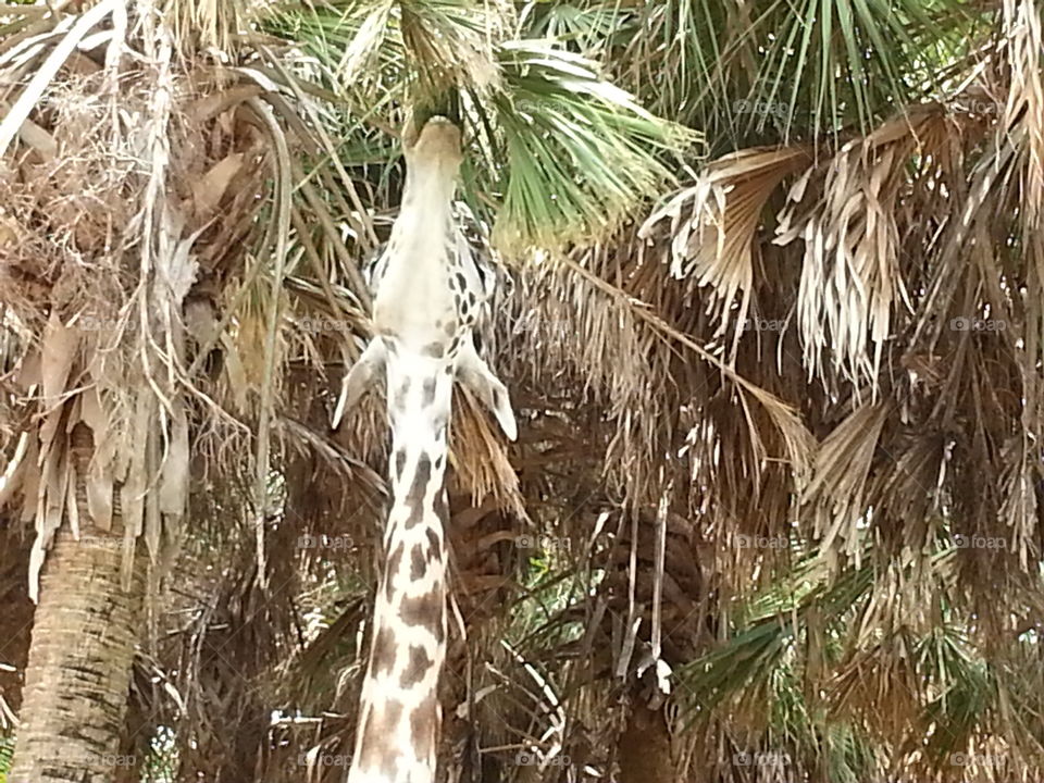 Giraffe Eating